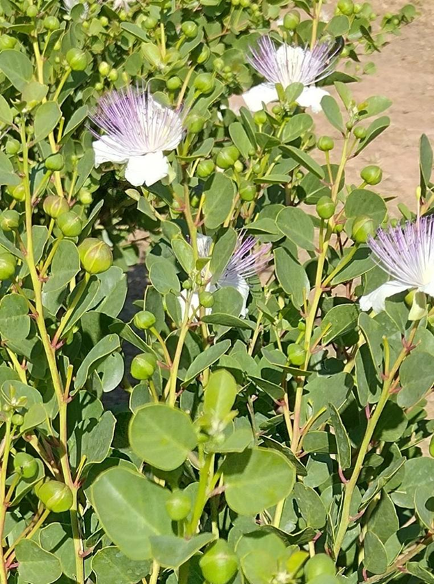 Local grower bio Wot’s ya caper? Caper Farm Healthy Loddon Campaspe